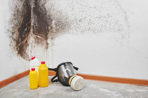 Best Toxic Mold Removal  in Prospect, PA