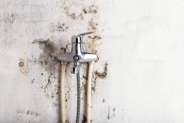 Best Professional Mold Removal  in Prospect, PA