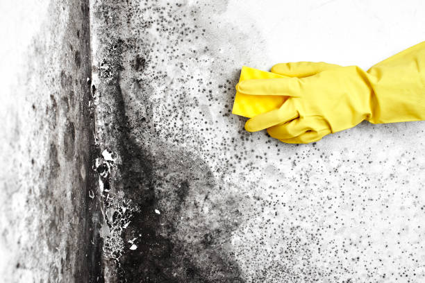 Best Residential Mold Removal  in Prospect, PA