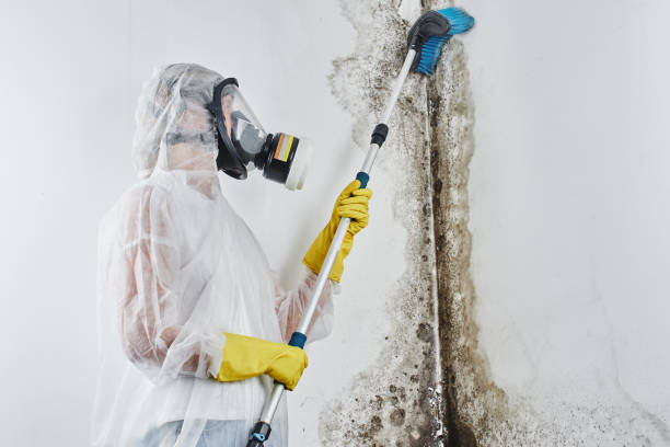 Best Mold Remediation Services  in Prospect, PA
