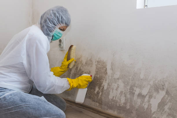 Best Affordable Mold Removal  in Prospect, PA
