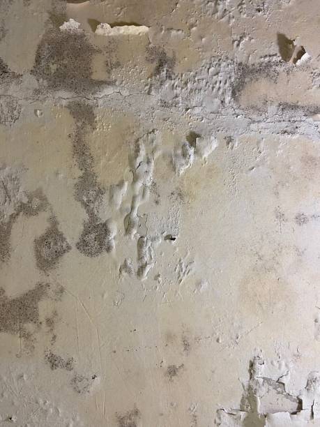 Certified Mold Removal in Prospect, PA