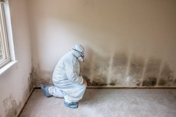 Best Attic Mold Removal  in Prospect, PA